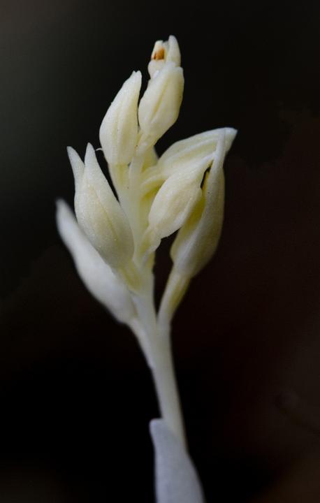 Cephalanthera austiniae 3189.jpg